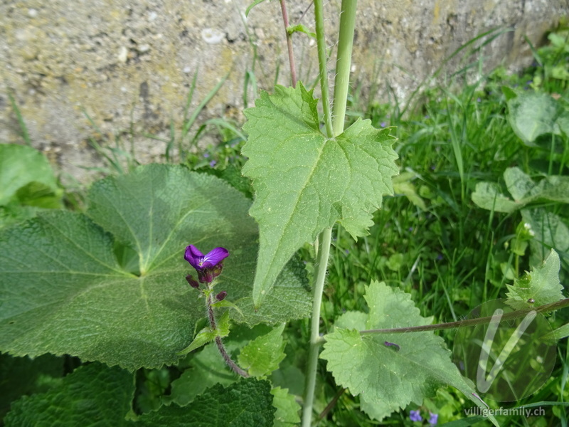 Garten-Mondviole: Blätter