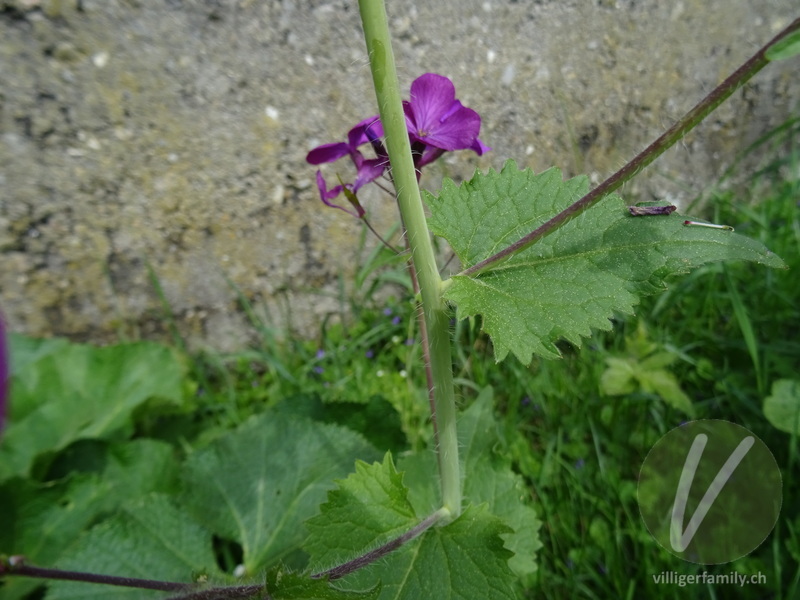 Garten-Mondviole: Stengel