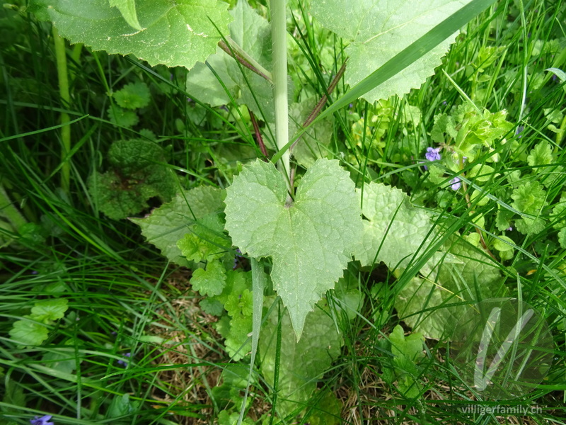 Garten-Mondviole: Blätter