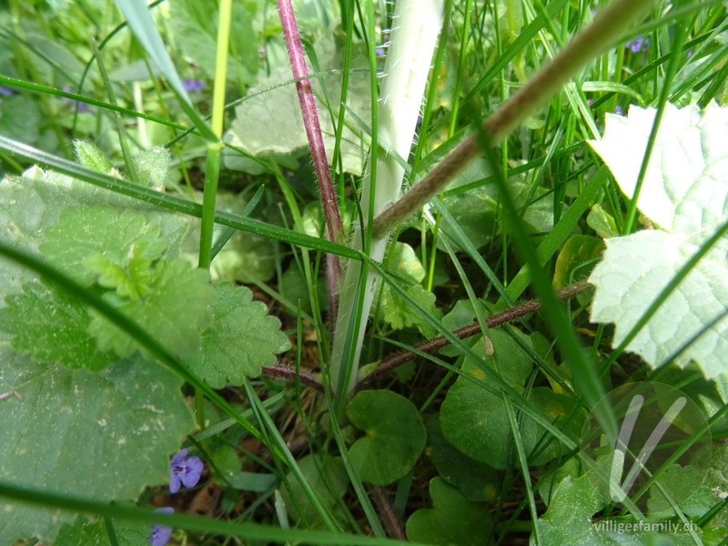 Garten-Mondviole: Stengel