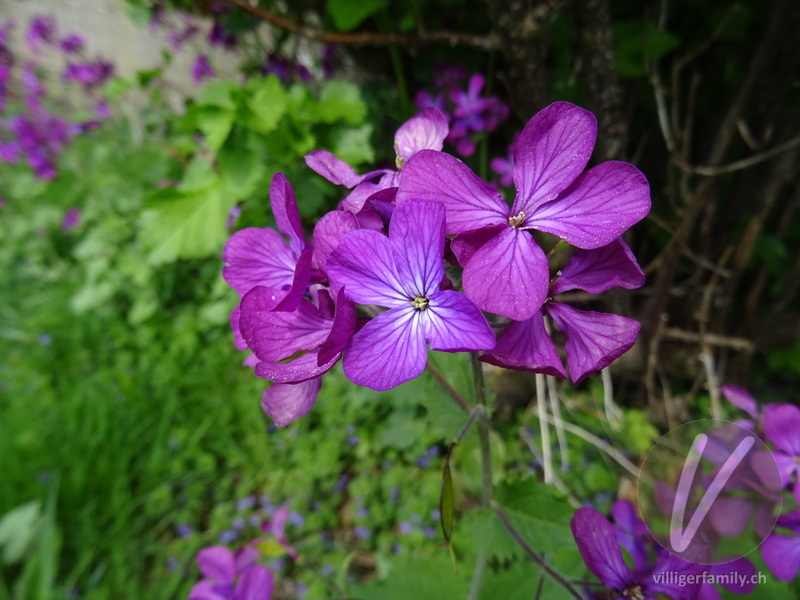 Garten-Mondviole: Blüten