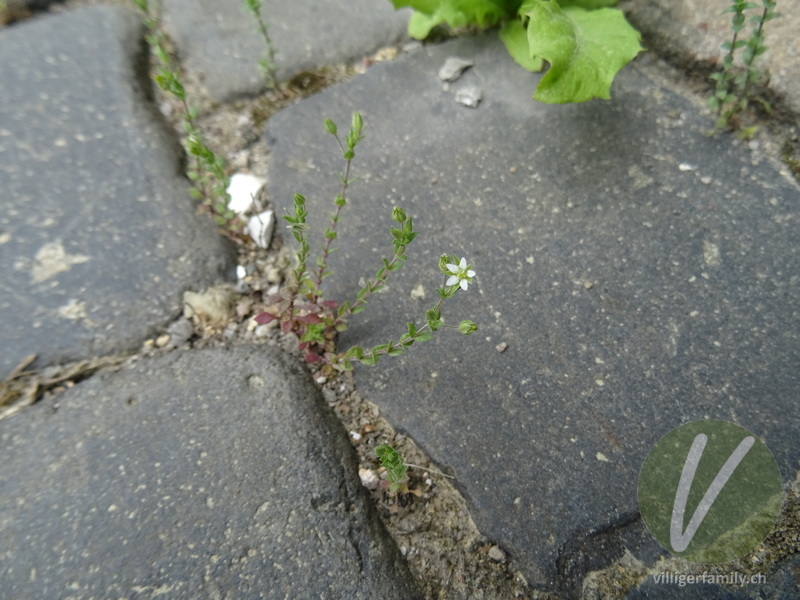 Gewöhnliches Quendelblättriges Sandkraut: Gesamtbild, Blüten