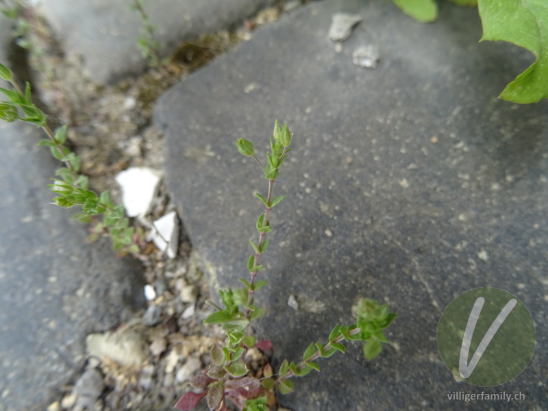 Gewöhnliches Quendelblättriges Sandkraut: Blüten