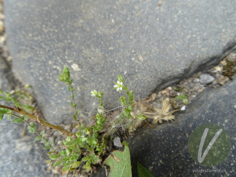 Gewöhnliches Quendelblättriges Sandkraut: Blüten