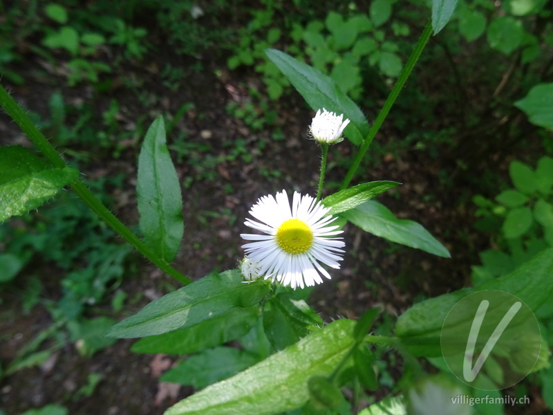 Gewöhnliches Einjähriges Berufkraut: Blüten