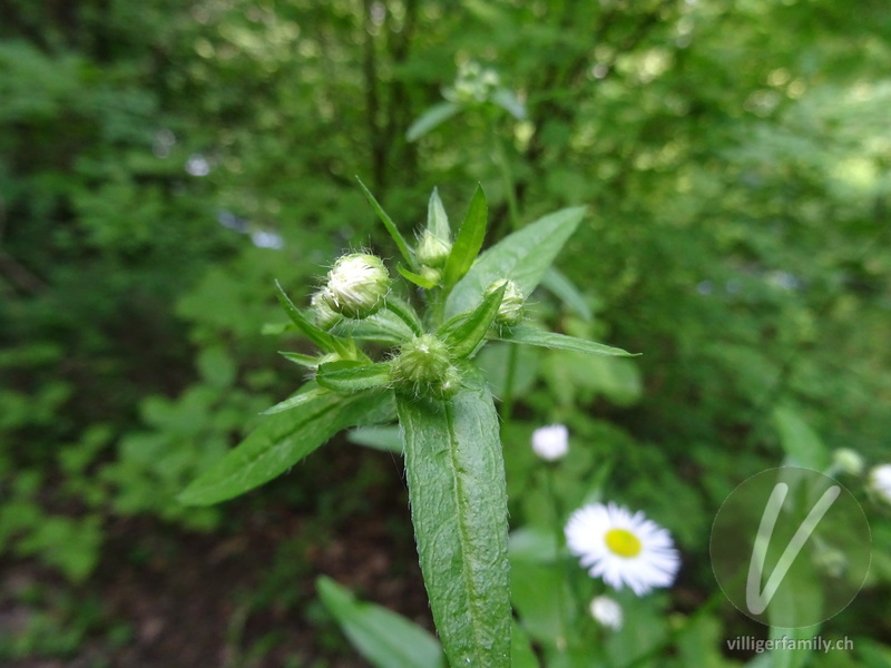 Gewöhnliches Einjähriges Berufkraut: Blüten, Blätter