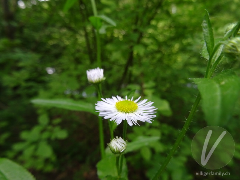 Gewöhnliches Einjähriges Berufkraut: Blüten