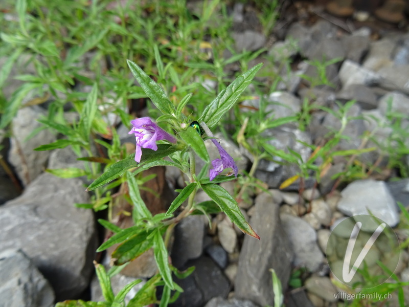 Schmalblättriger Hohlzahn: Blüten