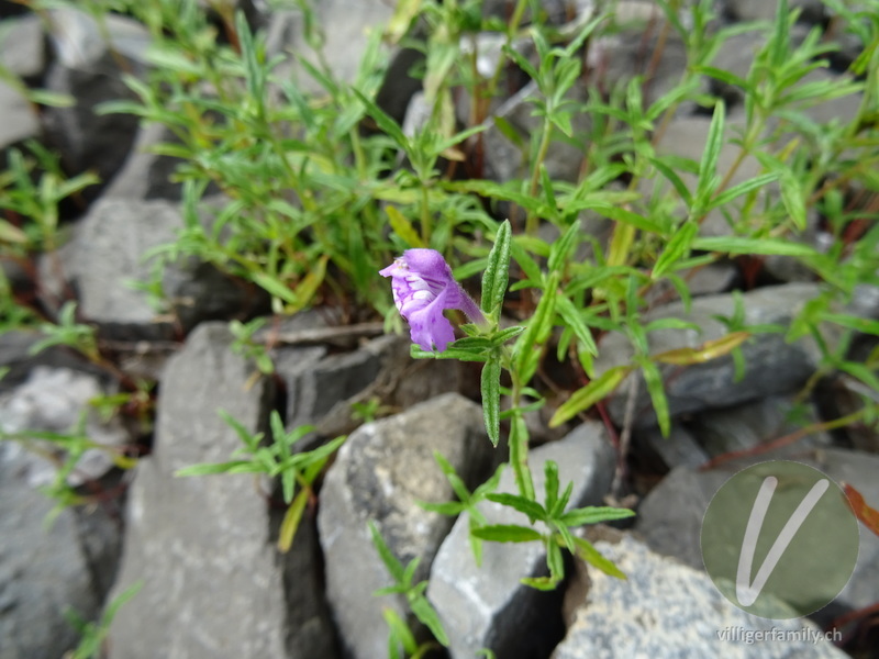 Schmalblättriger Hohlzahn: Blätter, Blüten