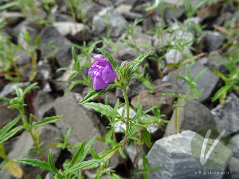 Schmalblättriger Hohlzahn: Blüten