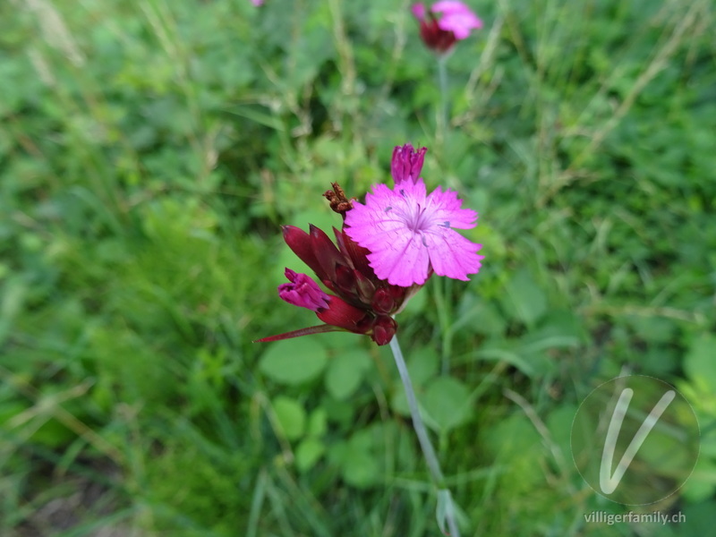 Gewöhnliche Kartäuser-Nelke: Blüten