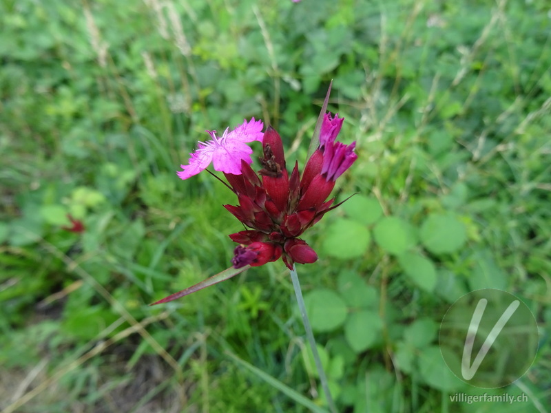 Gewöhnliche Kartäuser-Nelke: Blüten