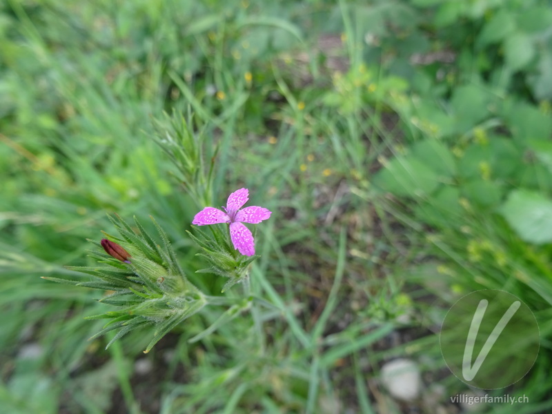 Rauhe Nelke: Blüten