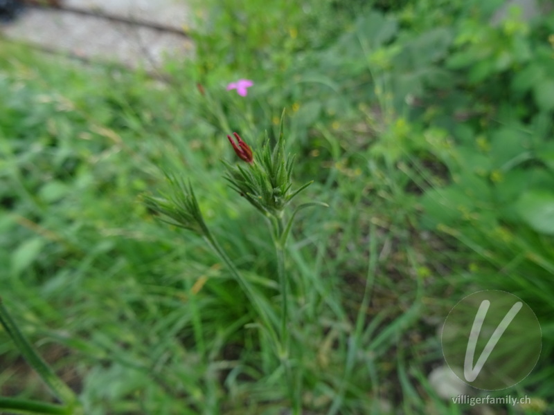 Rauhe Nelke: Blüten