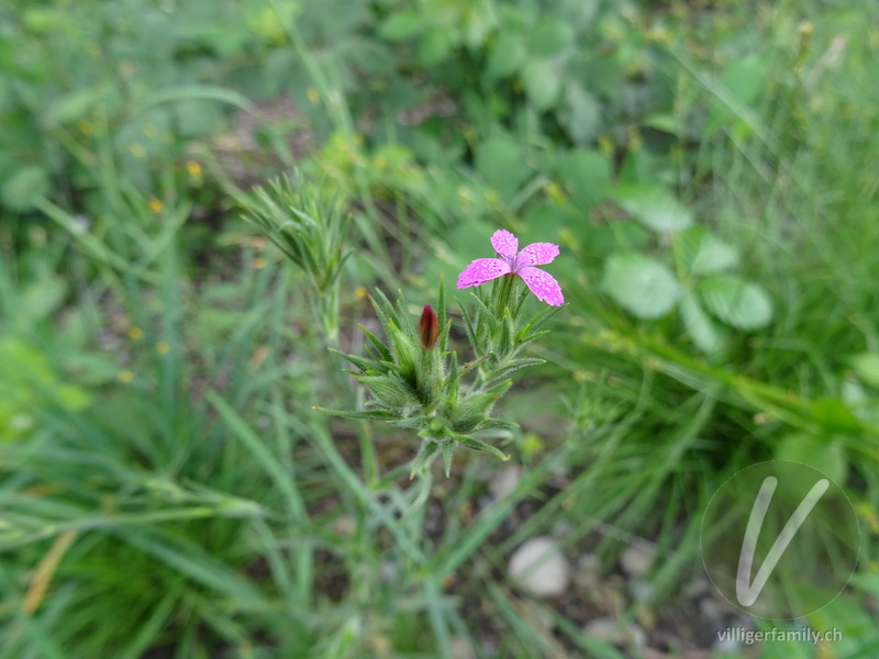 Rauhe Nelke: Blüten