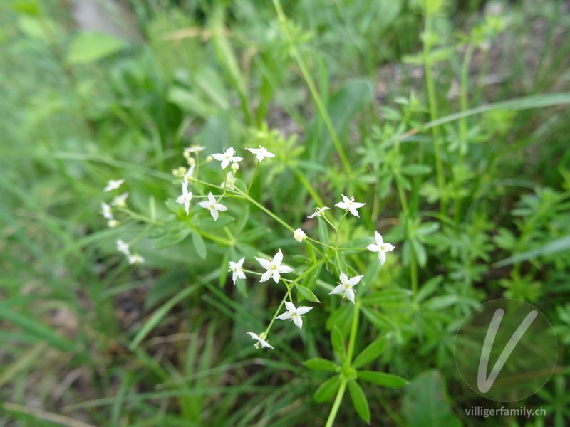 Weisses Wiesen-Labkraut: Blüten