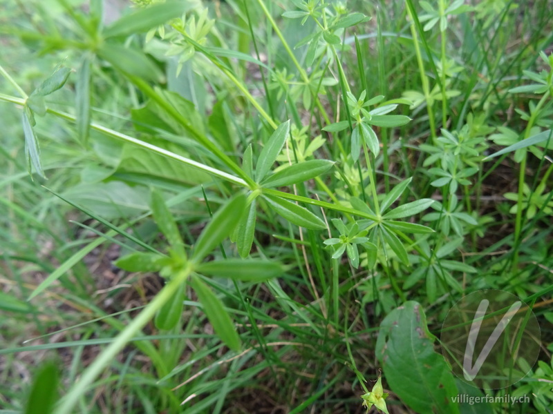 Weisses Wiesen-Labkraut: Blätter