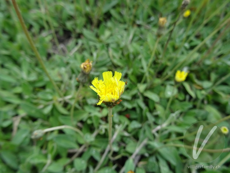 Langhaariges Habichtskraut: Blüten