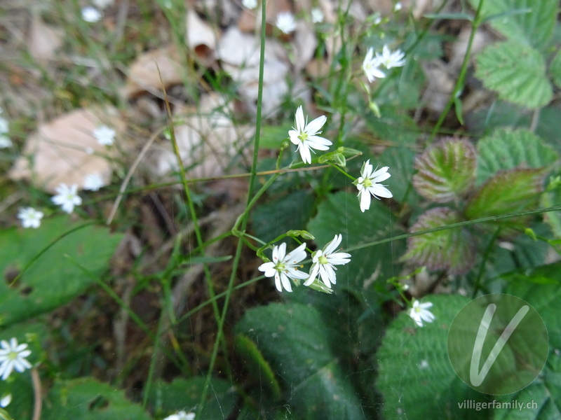 Gras-Sternmiere: Blüten