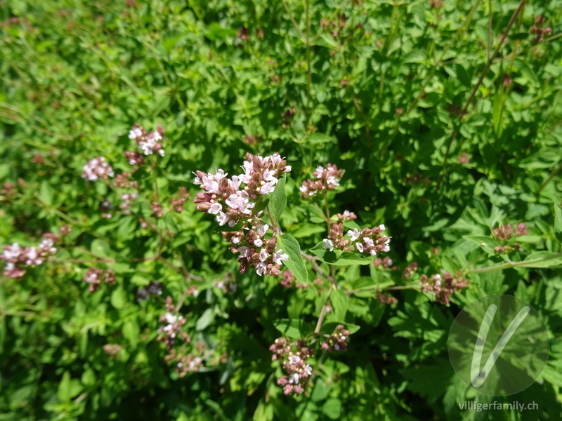 Echter Dost: Blüten