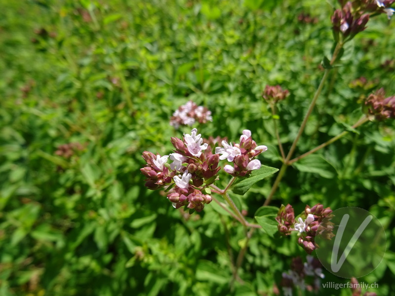 Echter Dost: Blüten