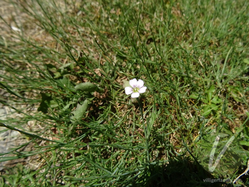 Steinbrech-Felsennelke: Blüten, Stengel