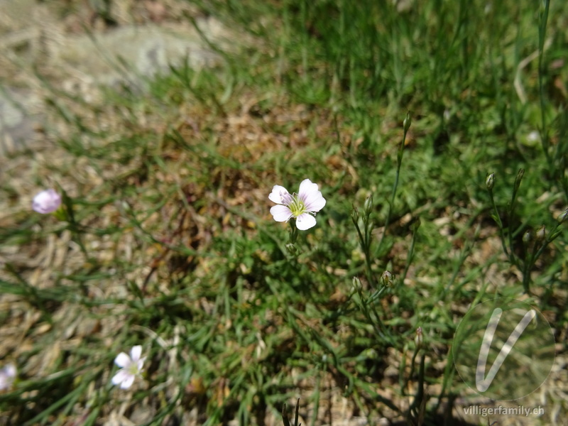 Steinbrech-Felsennelke: Blüten