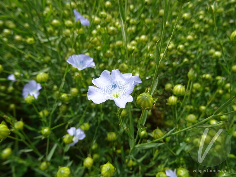 Flachs: Blüten