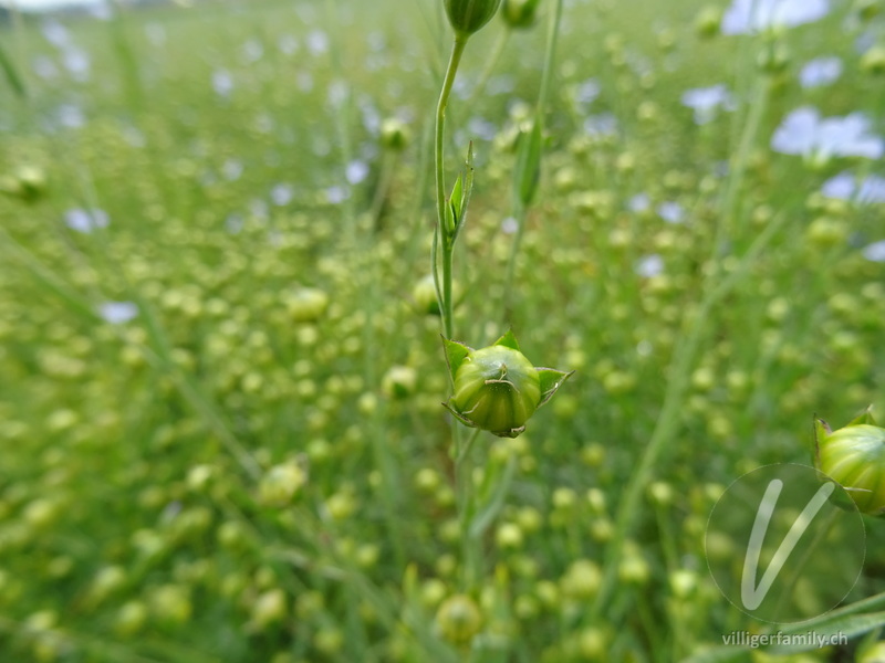 Flachs: Früchte