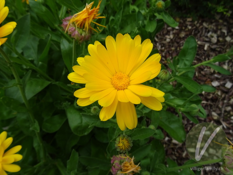 Garten-Ringelblume: Blüten