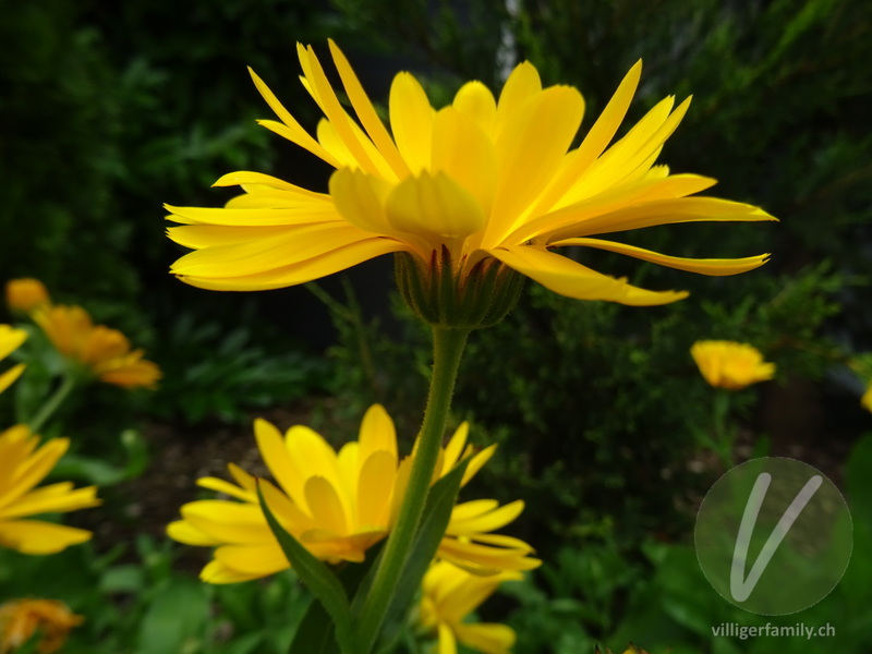 Garten-Ringelblume: Blüten