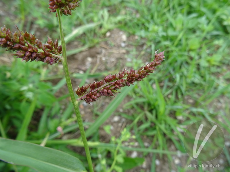 Hühnerhirse: Blüten