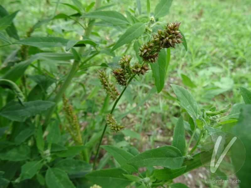 Hühnerhirse: Blüten