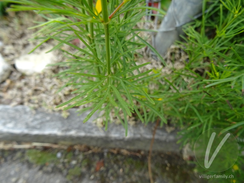 Quirlblättriges Mädchenauge: Blüten, Blätter