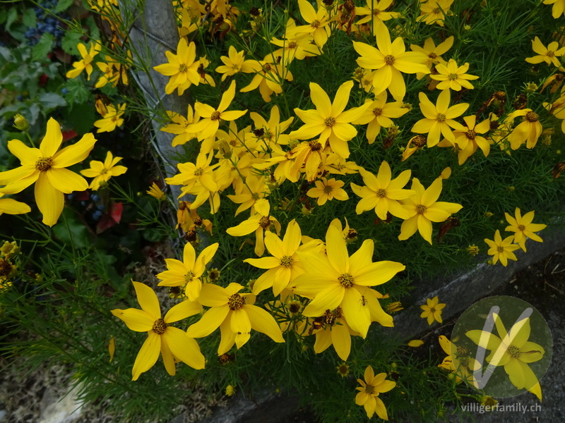 Quirlblättriges Mädchenauge: Blüten, Gesamtbild