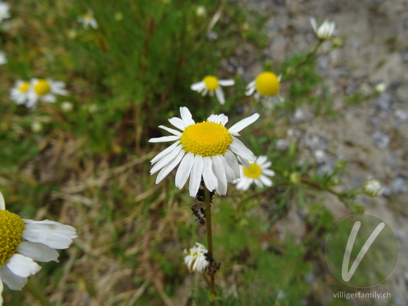 Geruchlose Strandkamille: Blüten