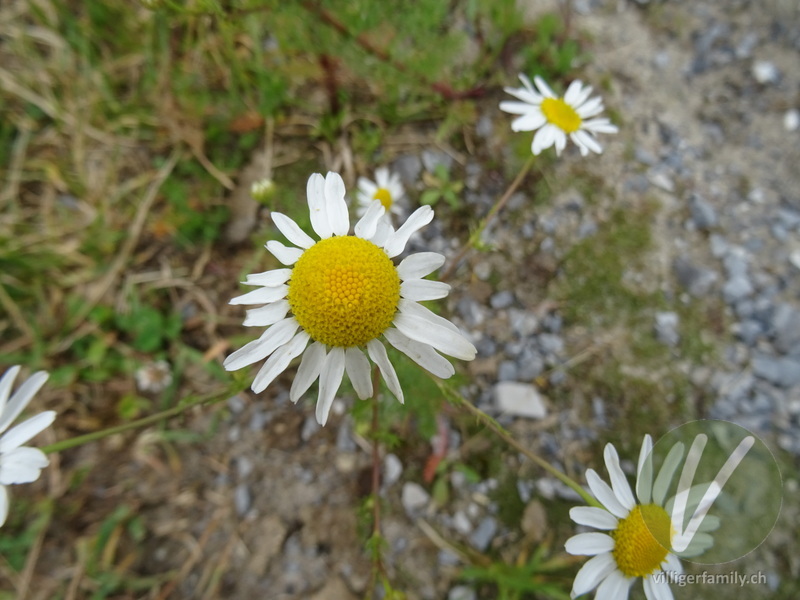 Geruchlose Strandkamille: Blüten