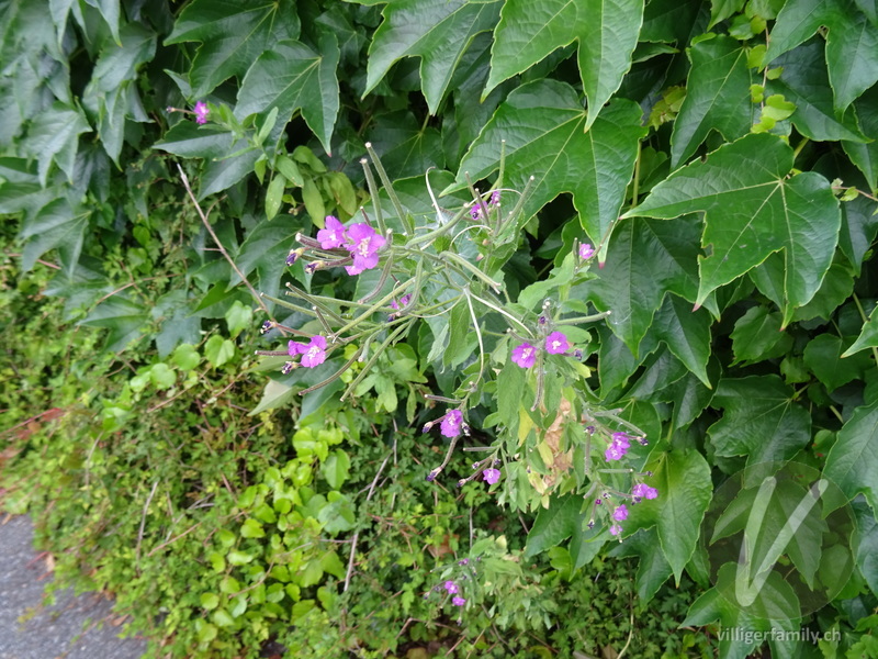 Kleinblütiges Weidenröschen: Gesamtbild