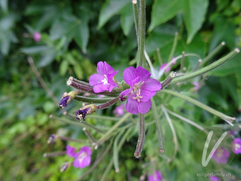 Kleinblütiges Weidenröschen: Blüten