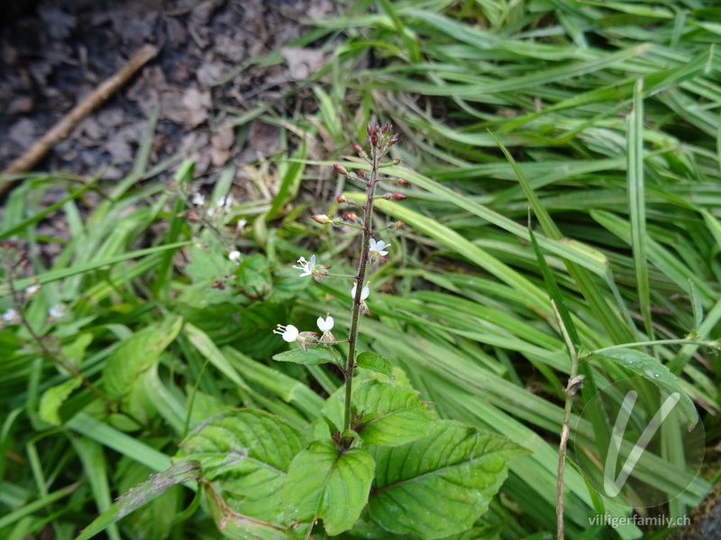 Grosses Hexenkraut: Blüten