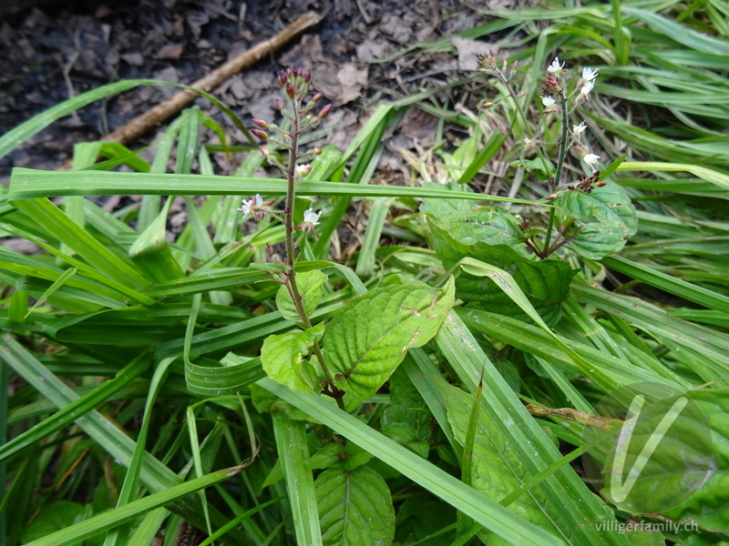 Grosses Hexenkraut: Gesamtbild