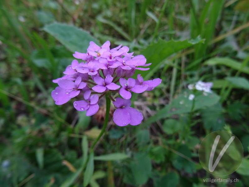 Doldiger Bauernsenf: Blüten