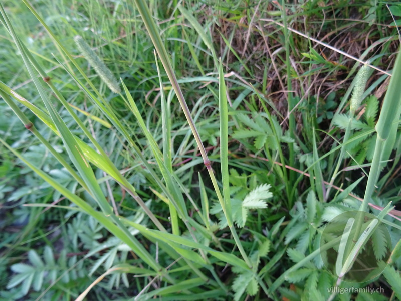 Gewöhnliches Wiesen-Lieschgras: Stengel