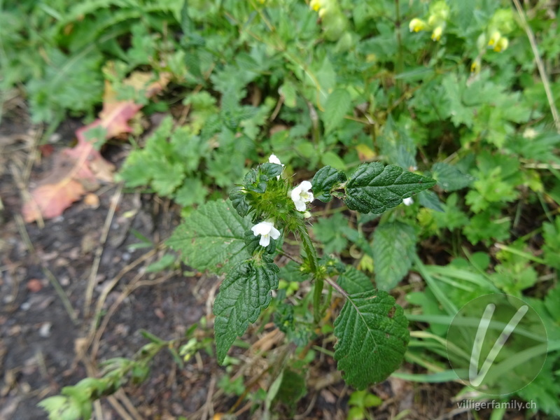 Stechender Hohlzahn: Blüten