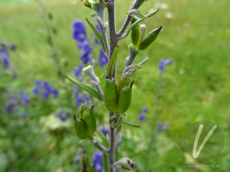 Gewöhnlicher Blau-Eisenhut: Früchte