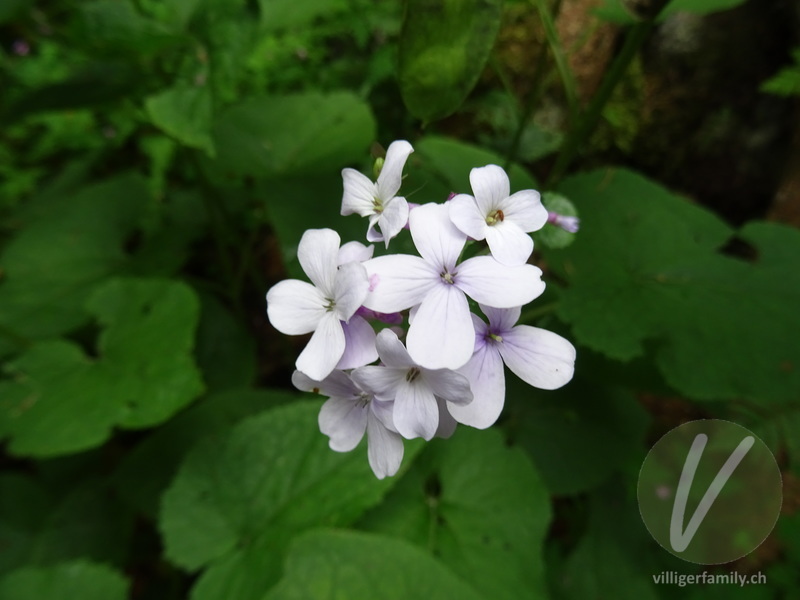 Wilde Mondviole: Blüten