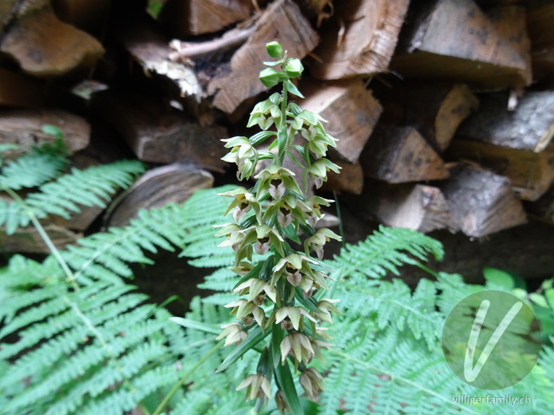 Gewöhnliche Breitblättrige Stendelwurz: Blüten