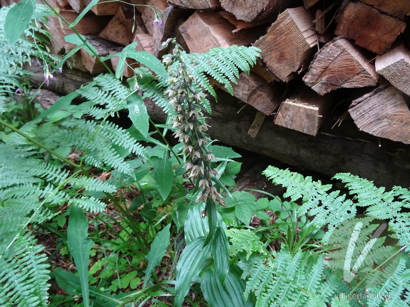 Gewöhnliche Breitblättrige Stendelwurz: Blüten, Gesamtbild