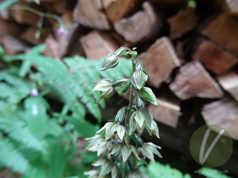 Gewöhnliche Breitblättrige Stendelwurz: Blüten