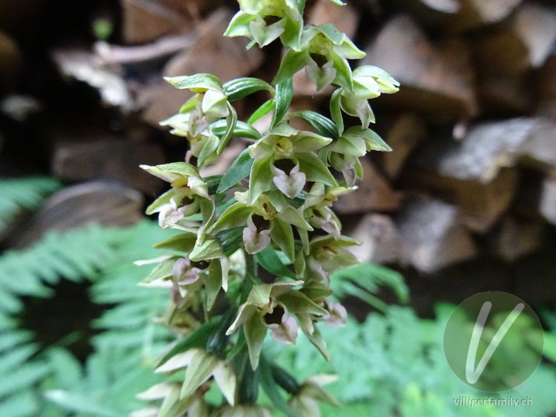 Gewöhnliche Breitblättrige Stendelwurz: Blüten